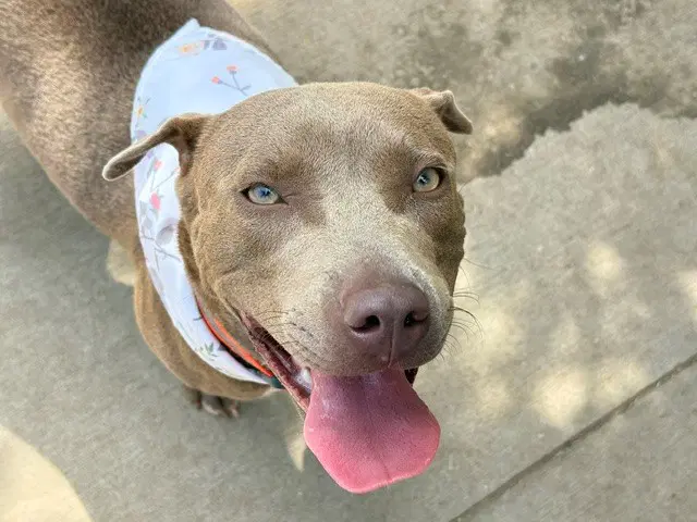 Fiona - Pit Bull Terrier
