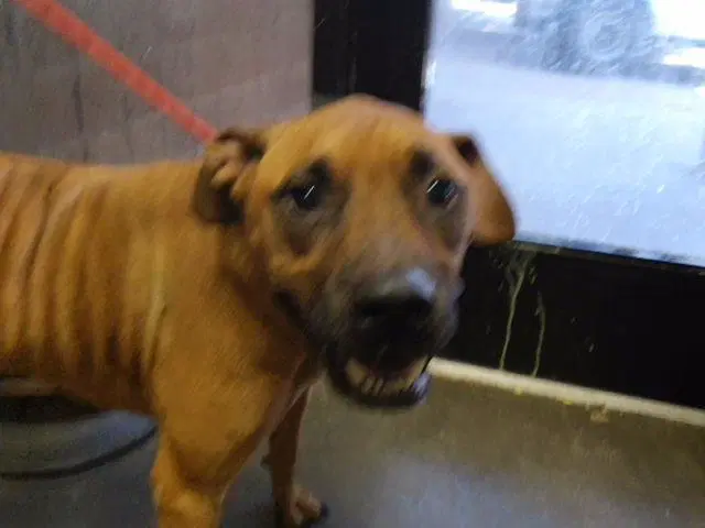 Pixie - Black Mouth Cur