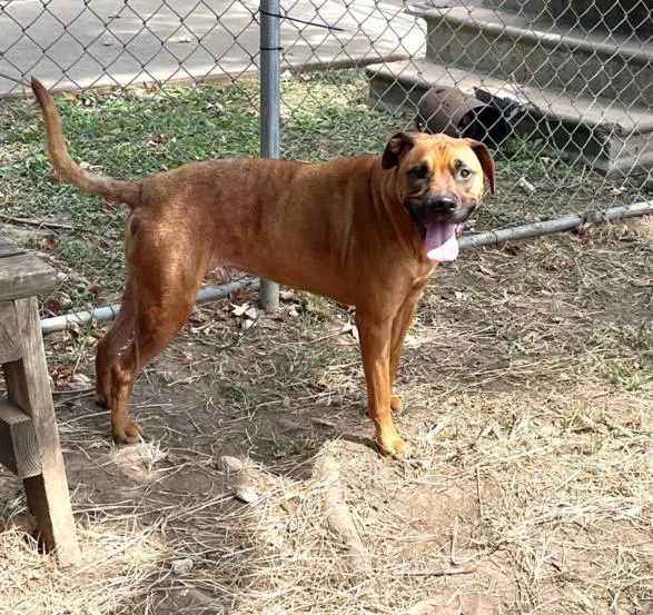 Pixie - Black Mouth Cur
