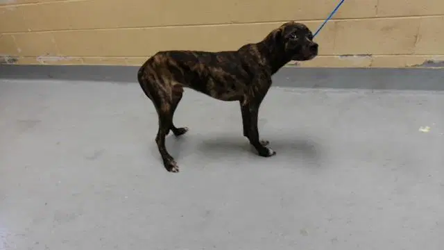 Host - Pit Bull Terrier