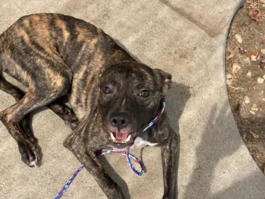 Host - Pit Bull Terrier