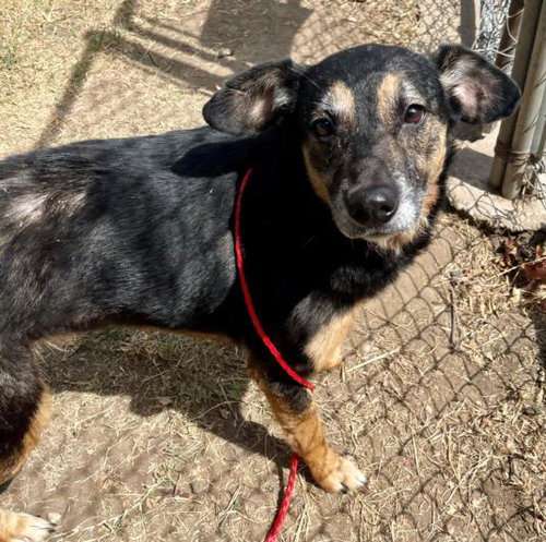 NOVA, a dog for adoption from City of Tulsa Animal Welfare