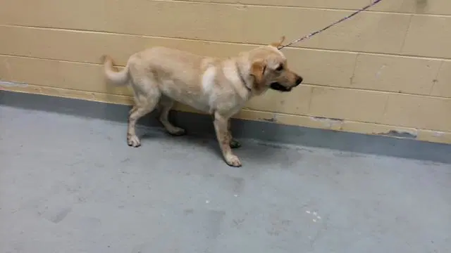 Marley - Labrador Retriever