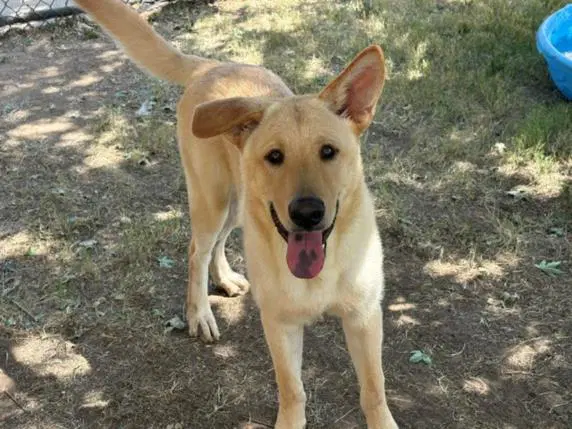 Marley - Labrador Retriever