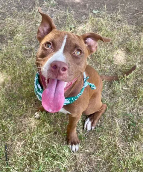 Nyla - Pit Bull Terrier