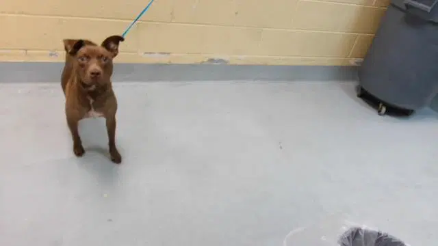 Toasted Bagel - Labrador Retriever