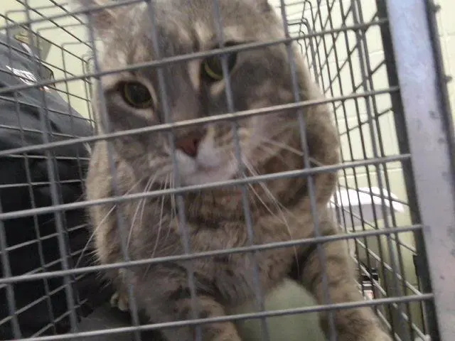 Frea - Domestic Short Hair