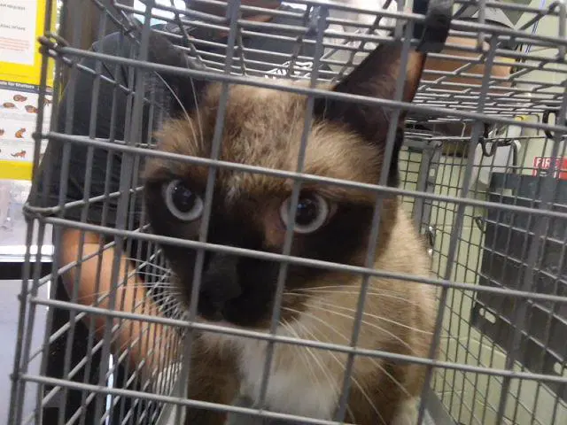 Gif - Siamese