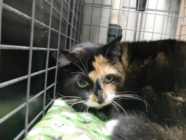 Macy - Domestic Short Hair