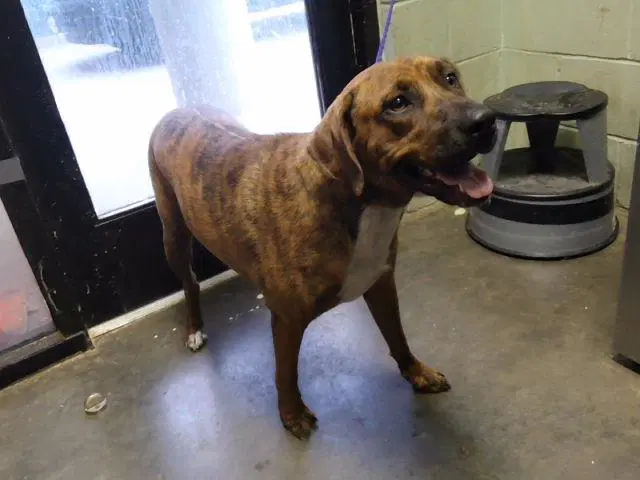 Brownie - Pit Bull Terrier
