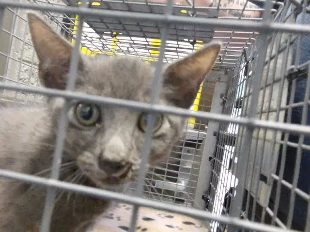 Willy Wonka - Domestic Short Hair