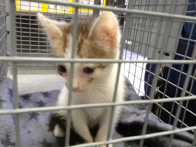 Pebbles - Domestic Short Hair