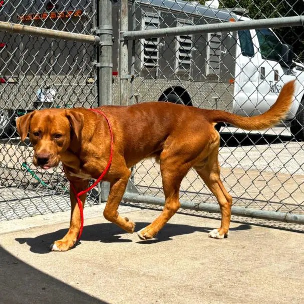 Rudeus - Labrador Retriever