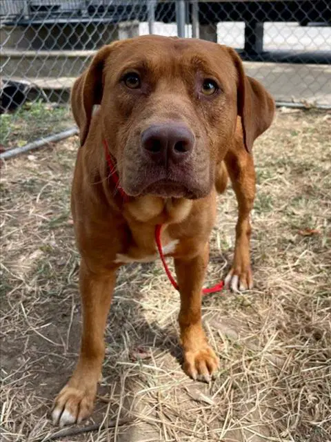 Rudeus - Labrador Retriever