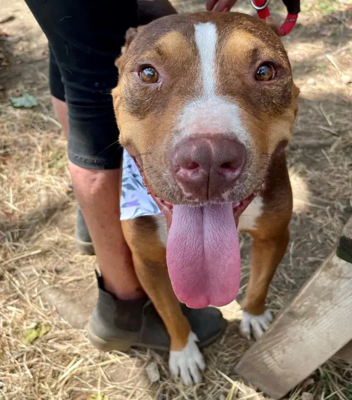 Jordan - American Pit Bull Terrier