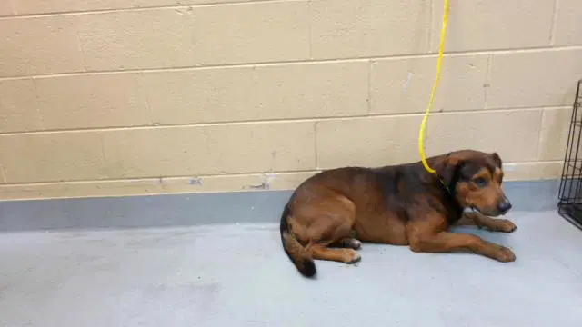 Brownie - Black Mouth Cur