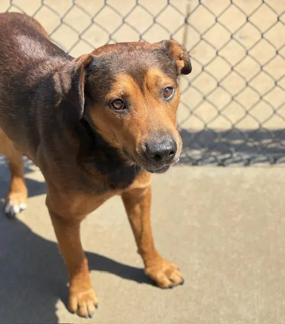 Brownie - Black Mouth Cur