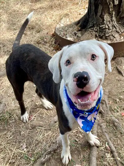 Banjo - Pit Bull Terrier