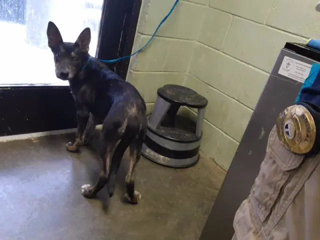 Oscar - German Shepherd Dog