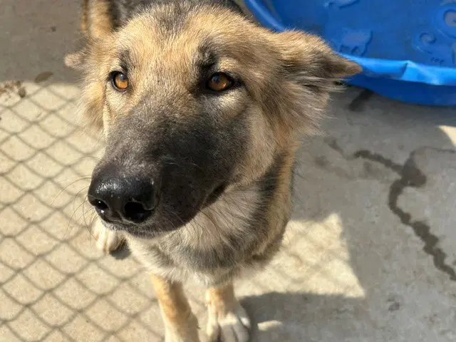 Strawberry - German Shepherd Dog
