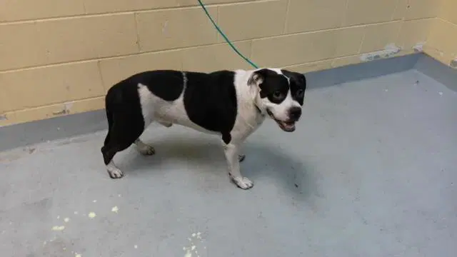 Milo - Pit Bull Terrier