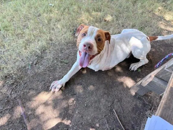 Money - Pit Bull Terrier
