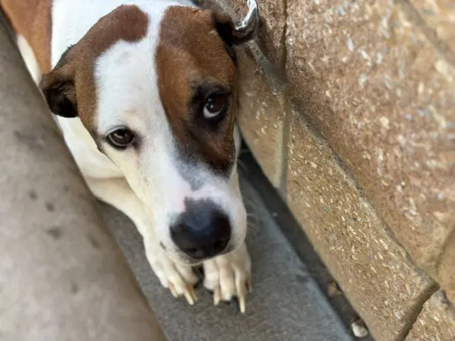 Jax - Beagle