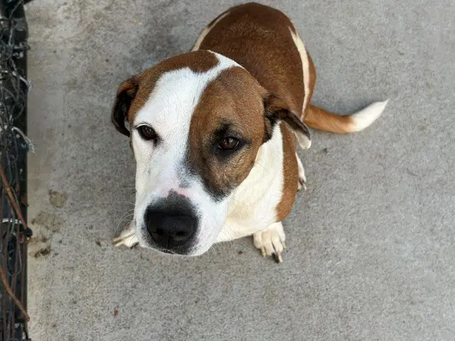 Jax - Beagle