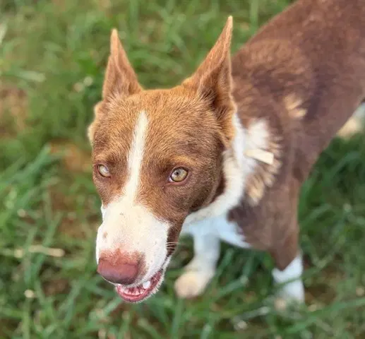 Sweet Potato - Australian Shepherd