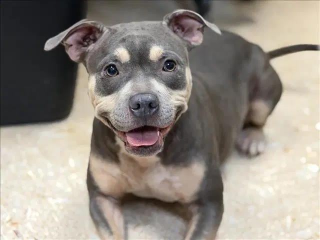 Gypsy - Pit Bull Terrier