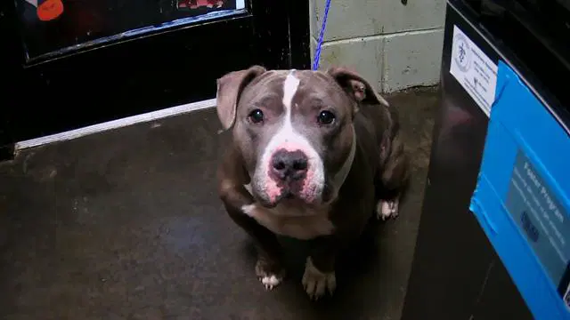 T-Rex - American Bulldog