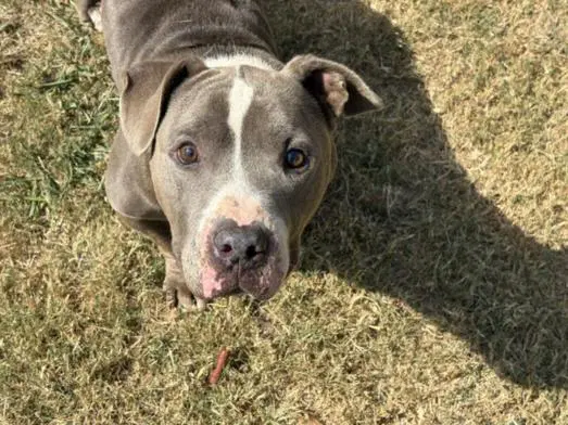 T-Rex - American Bulldog