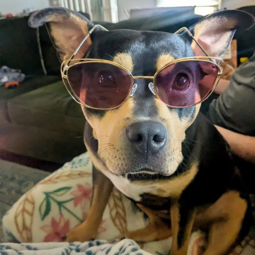 Debbie - Australian Kelpie