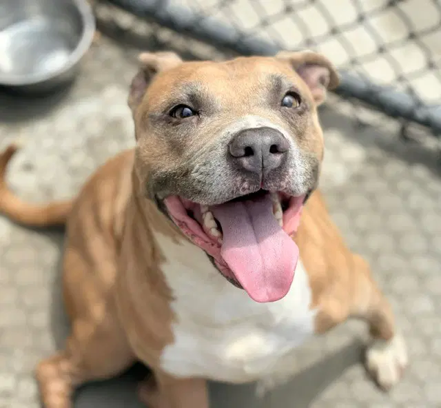 Buttercup - Pit Bull Terrier