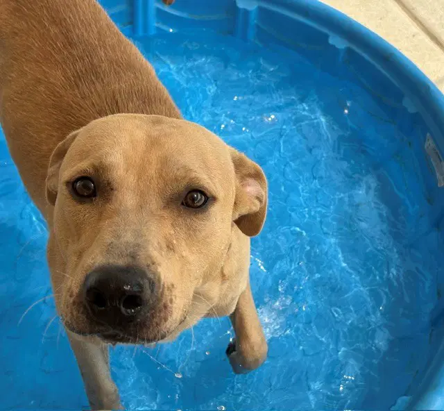 Vince - Labrador Retriever