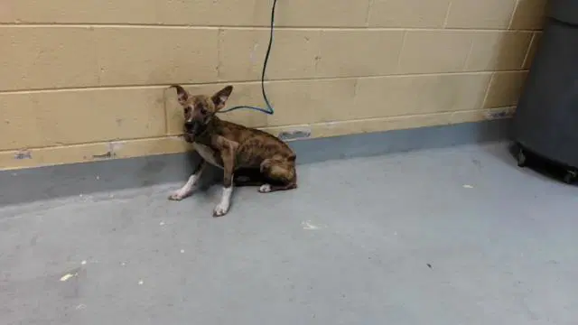 Cookie Monster - Pit Bull Terrier