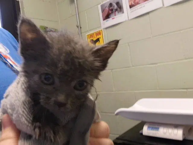 Kyra - Domestic Short Hair
