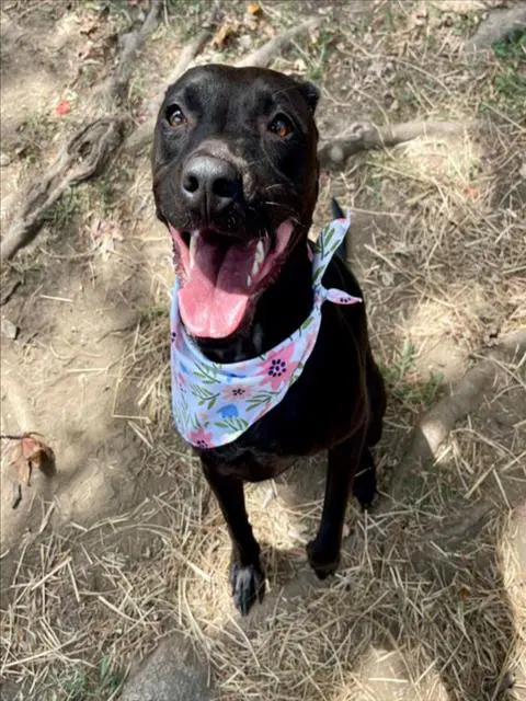 Dixie - Labrador Retriever