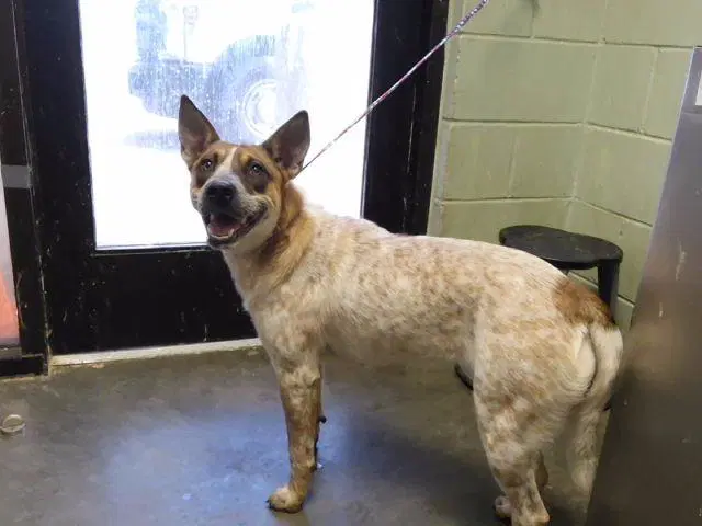 Holstein - Australian Cattle Dog/Blue Heeler