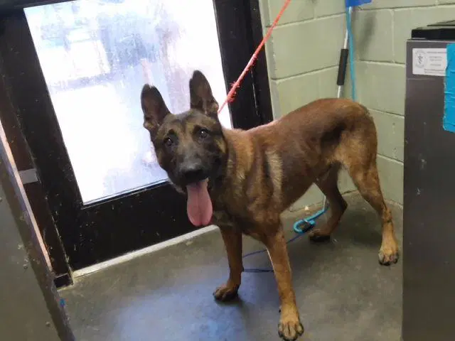 Pistachio - Belgian Shepherd Malinois