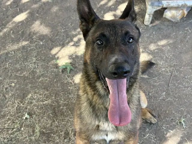 Pistachio - Belgian Shepherd Malinois