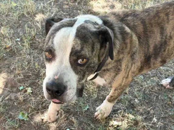 King Cobra - Pit Bull Terrier