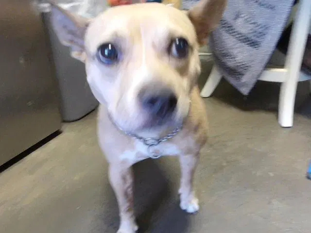 Cora - Rat Terrier