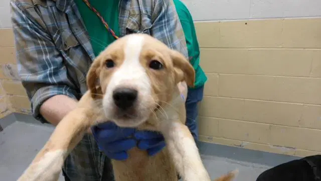 Shrimp - Labrador Retriever