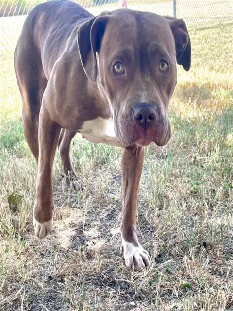 Fi - Pit Bull Terrier