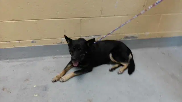 Buck - German Shepherd Dog