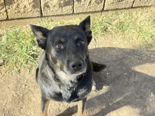 Buck - German Shepherd Dog