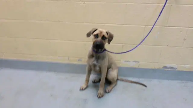 Matilda - German Shepherd Dog