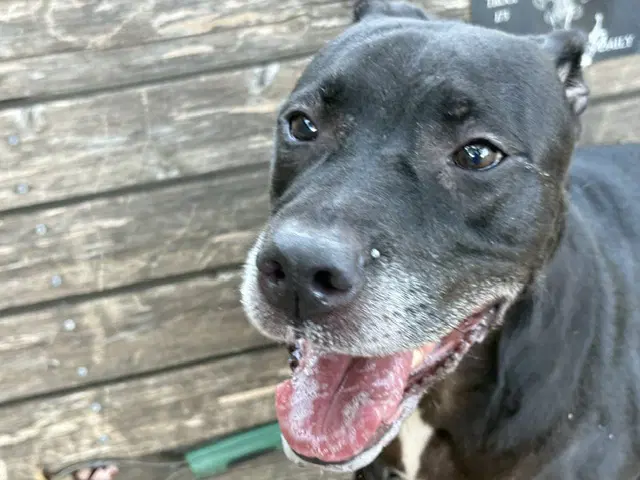 Melody - Pit Bull Terrier