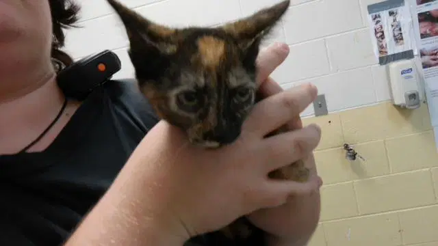 Mave - Domestic Short Hair